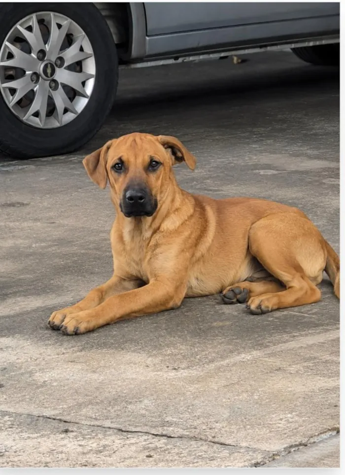 Cachorro raça SRD-ViraLata idade 2 anos nome caramelo