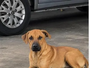 Cachorro raça SRD-ViraLata idade 2 anos nome caramelo