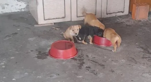Cachorro raça SRD-ViraLata idade 2 a 6 meses nome sao filhotes
