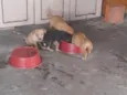 sao filhotes