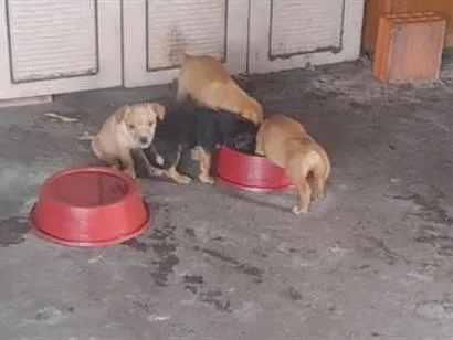 Cachorro raça SRD-ViraLata idade 2 a 6 meses nome sao filhotes