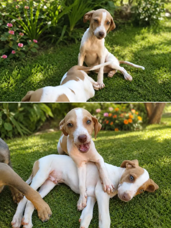 Cachorro raça SRD-ViraLata idade 2 a 6 meses nome Dua Lipa
