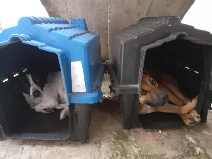 Cachorro raça SRD-ViraLata idade 2 anos nome Billy e Beethoven