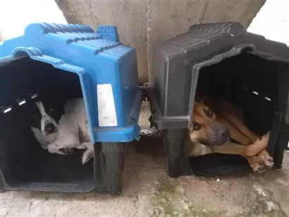 Cachorro raça SRD-ViraLata idade 2 anos nome Billy e Beethoven