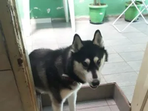 Cachorro raça SRD-ViraLata idade 6 ou mais anos nome BAN