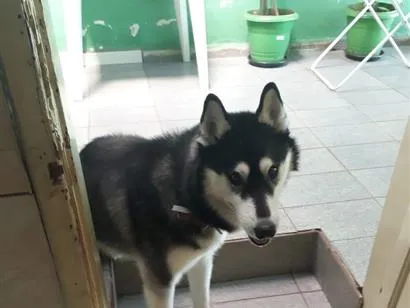 Cachorro raça SRD-ViraLata idade 6 ou mais anos nome BAN