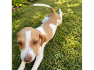 Cachorro raça SRD-ViraLata idade 2 a 6 meses nome Dua Lipa