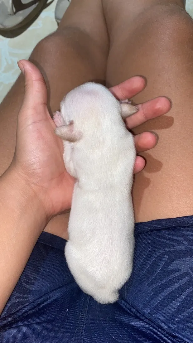 Cachorro raça SRD-ViraLata idade Abaixo de 2 meses nome Doação responsável 