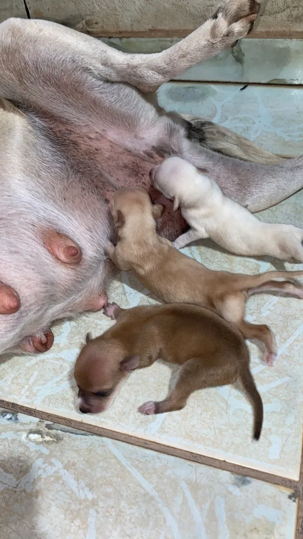Cachorro raça SRD-ViraLata idade Abaixo de 2 meses nome Doação responsável 