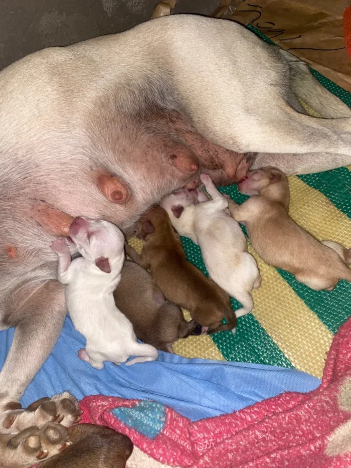 Cachorro raça SRD-ViraLata idade Abaixo de 2 meses nome Doação responsável 
