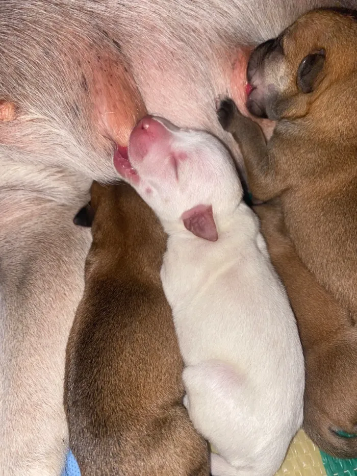 Cachorro raça SRD-ViraLata idade Abaixo de 2 meses nome Doação responsável 