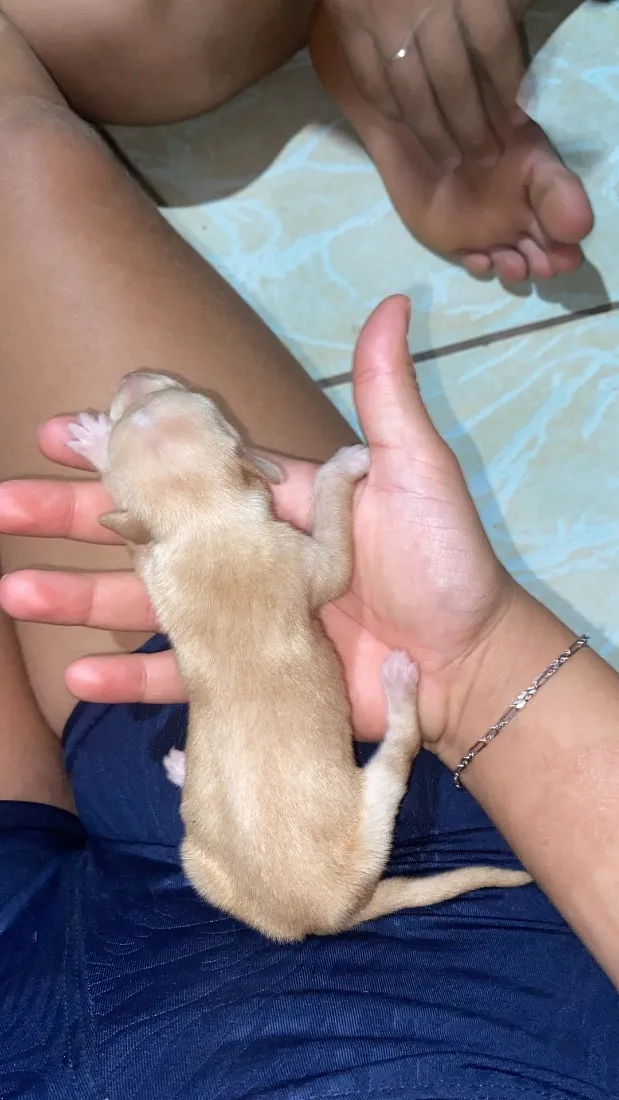 Cachorro raça SRD-ViraLata idade Abaixo de 2 meses nome Doação responsável 