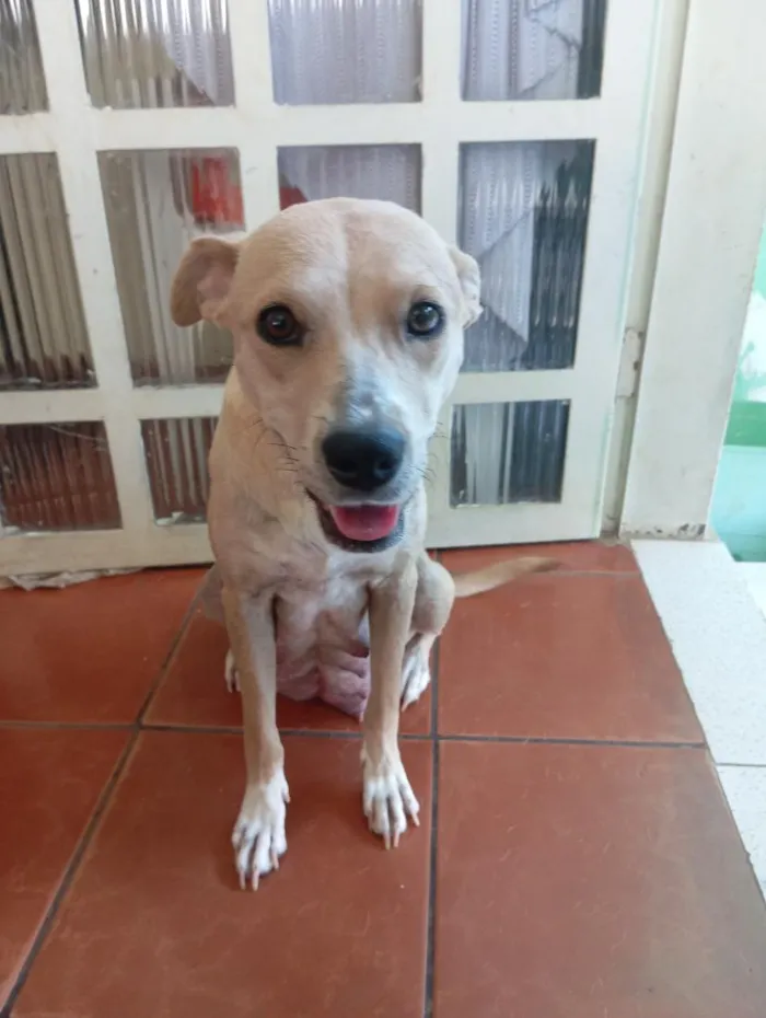 Cachorro raça SRD-ViraLata idade 1 ano nome Flor