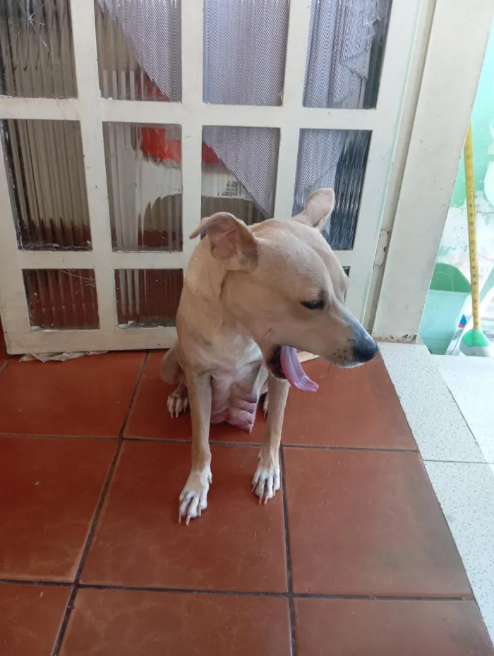 Cachorro raça SRD-ViraLata idade 1 ano nome Flor