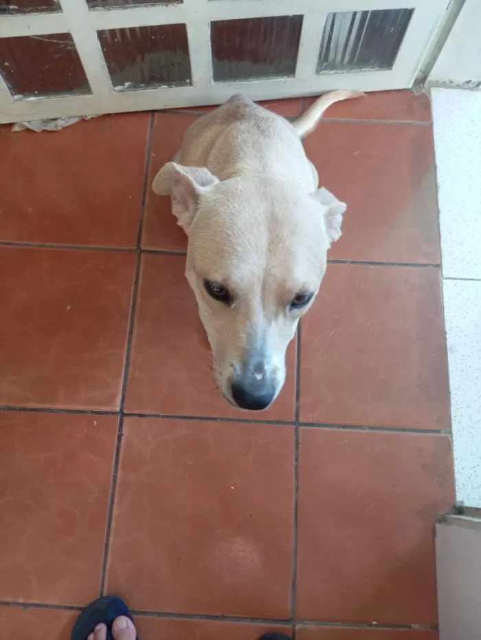Cachorro raça SRD-ViraLata idade 1 ano nome Flor