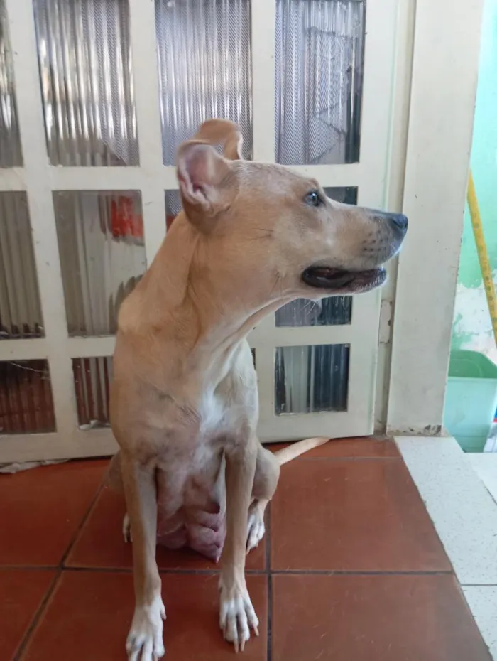 Cachorro raça SRD-ViraLata idade 1 ano nome Flor