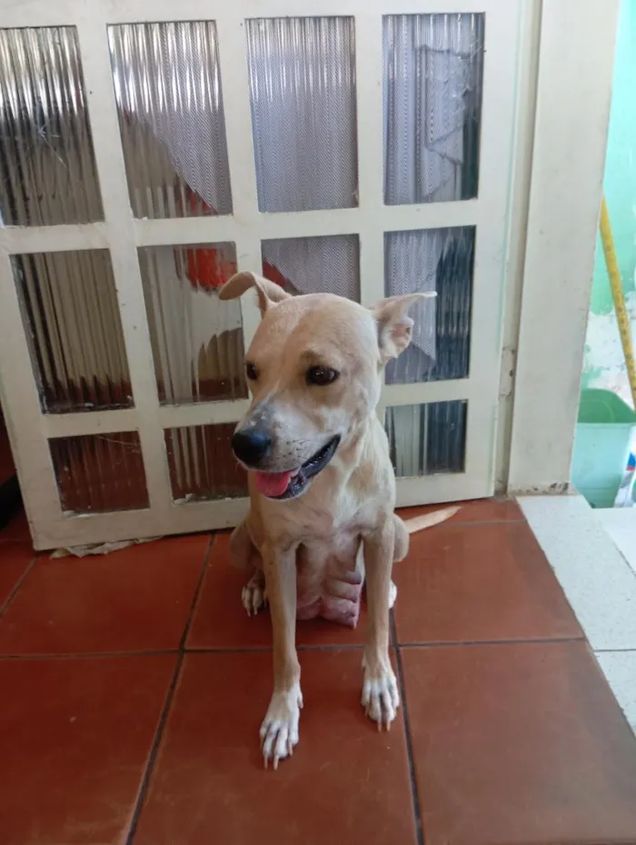 Cachorro raça SRD-ViraLata idade 1 ano nome Flor