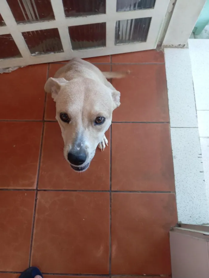 Cachorro raça SRD-ViraLata idade 1 ano nome Flor