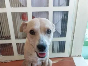 Cachorro raça SRD-ViraLata idade 1 ano nome Flor