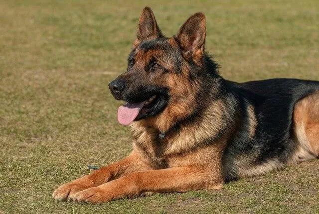 Cachorro raça Pastor Alemão idade 2 anos nome Baruk 