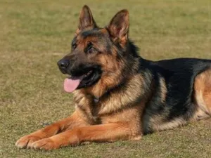 Cachorro raça Pastor Alemão idade 2 anos nome Baruk 