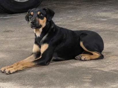 Cachorro raça SRD-ViraLata idade 2 anos nome pretinha