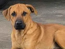 Cachorro raça SRD-ViraLata idade 2 anos nome caramelo
