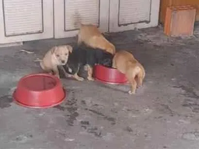 Cachorro raça SRD-ViraLata idade 2 a 6 meses nome sao filhotes
