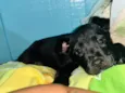 Oreo