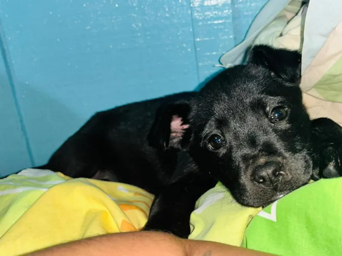 Cachorro raça SRD-ViraLata idade Abaixo de 2 meses nome Oreo