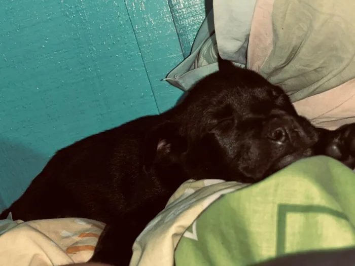 Cachorro raça SRD-ViraLata idade Abaixo de 2 meses nome Oreo