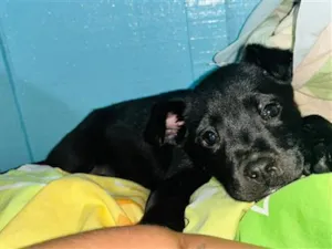 Cachorro raça SRD-ViraLata idade Abaixo de 2 meses nome Oreo