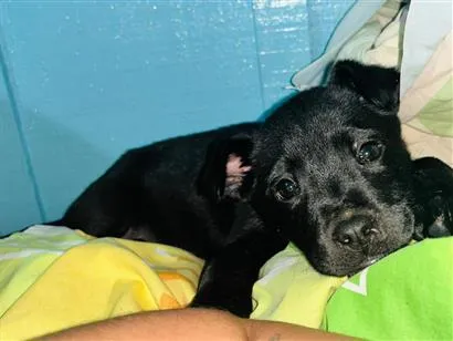 Cachorro raça SRD-ViraLata idade Abaixo de 2 meses nome Oreo