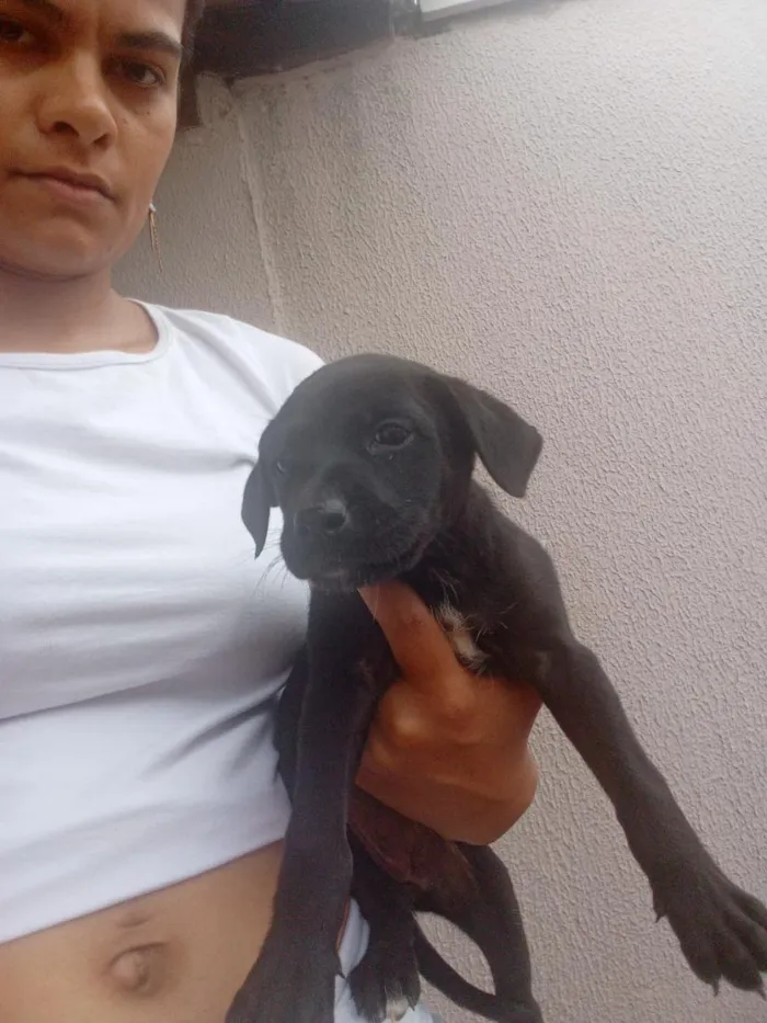 Cachorro raça SRD-ViraLata idade Abaixo de 2 meses nome Zara,nix,Lilo,meg, Tor, Tata 
