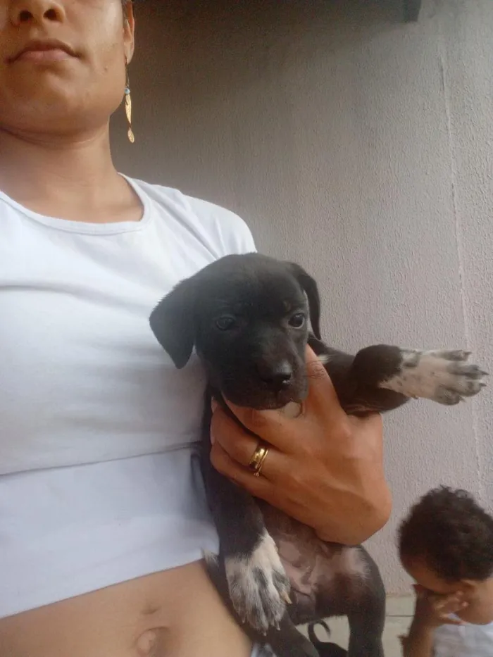 Cachorro raça SRD-ViraLata idade Abaixo de 2 meses nome Zara,nix,Lilo,meg, Tor, Tata 