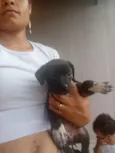 Zara,nix,Lilo,meg, Tor, Tata