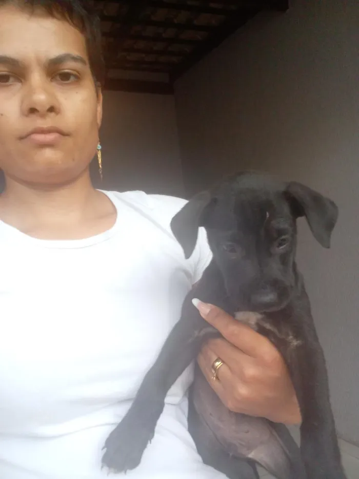 Cachorro raça SRD-ViraLata idade Abaixo de 2 meses nome Zara,nix,Lilo,meg, Tor, Tata 