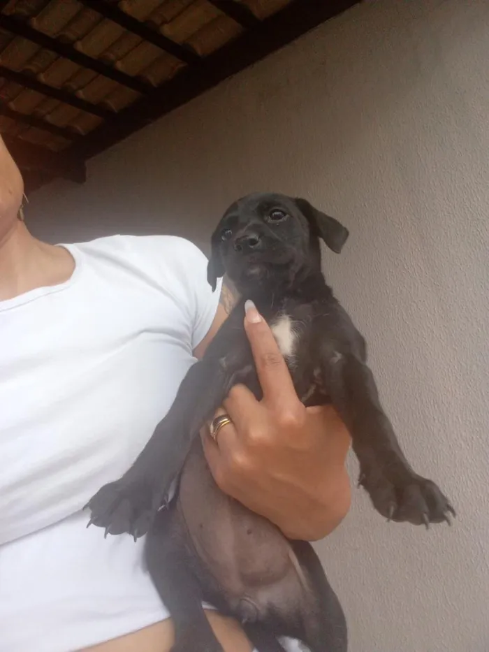 Cachorro raça SRD-ViraLata idade Abaixo de 2 meses nome Zara,nix,Lilo,meg, Tor, Tata 