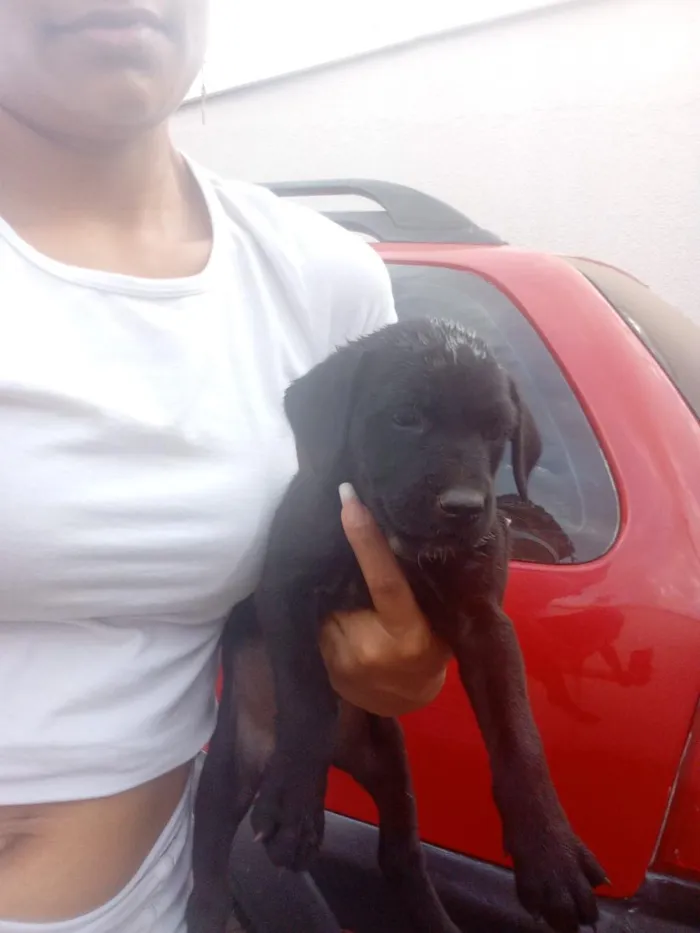 Cachorro raça SRD-ViraLata idade Abaixo de 2 meses nome Zara,nix,Lilo,meg, Tor, Tata 