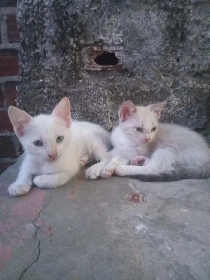 Gato raça SRD-ViraLata idade 2 a 6 meses nome Virginia e Vinicius Júnior 