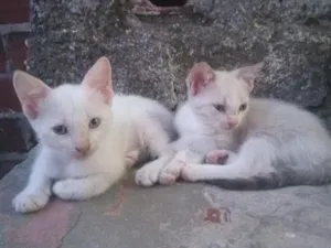 Gato raça SRD-ViraLata idade 2 a 6 meses nome Virginia e Vinicius Júnior 