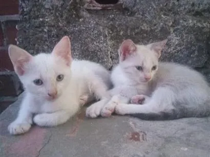 Gato raça SRD-ViraLata idade 2 a 6 meses nome Virginia e Vinicius Júnior 
