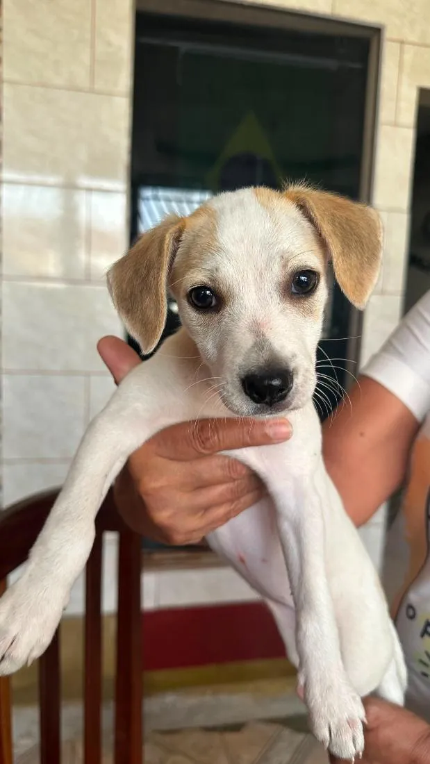 Cachorro raça SRD-ViraLata idade 2 a 6 meses nome Fifi