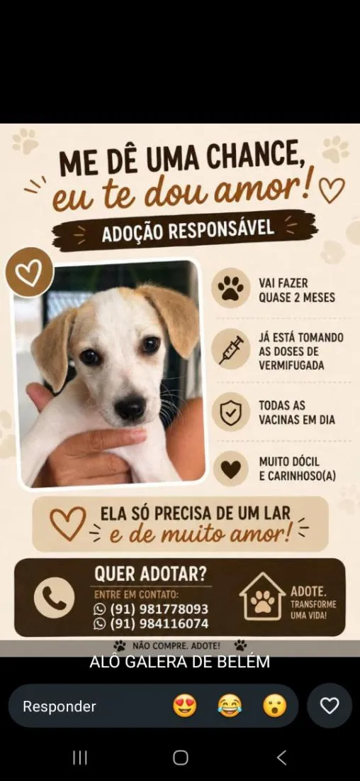 Cachorro raça SRD-ViraLata idade 2 a 6 meses nome Fifi