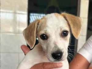 Cachorro raça SRD-ViraLata idade 2 a 6 meses nome Fifi