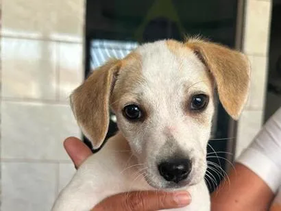 Cachorro raça SRD-ViraLata idade 2 a 6 meses nome Fifi