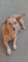 Bolinha