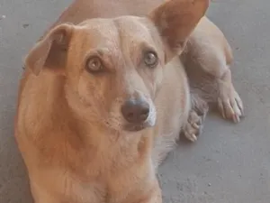 Cachorro raça SRD-ViraLata idade 3 anos nome Bolinha