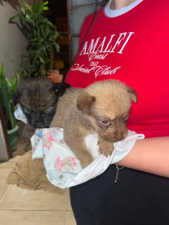 Cachorro raça SRD-ViraLata idade Abaixo de 2 meses nome não possuem