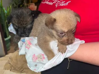 Cachorro raça SRD-ViraLata idade Abaixo de 2 meses nome não possuem